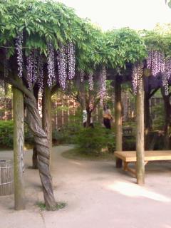 de jolis fleurs 