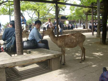 l'ile de miyajima